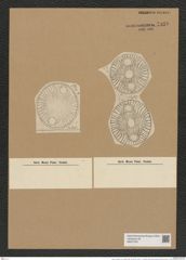 Auliscus caelatus var. mergens Rattr. (de-Toni-Nr.: Genus 171, Species 4362) Zeichnungen Sammlung Grunow Nr. 7930 (NHMW-BOT-W0377207)